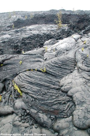 Aspect morphologique des coulées 1972-1974 au sud du Kilauea, Hawaii