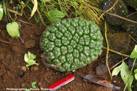 Gros plan sur un fruit de Pandanus sp., Hawaii