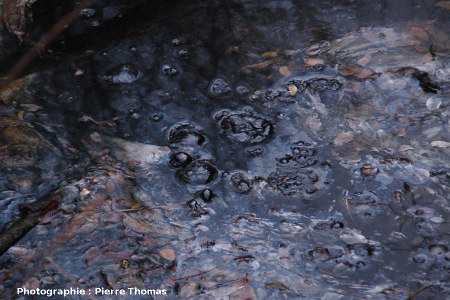 Bulles de méthane CH4 (contenant des traces d'hydrogène sulfuré H2S) crevant la surface du bitume, Puy de la Poix, Clermont-Ferrand (63)
