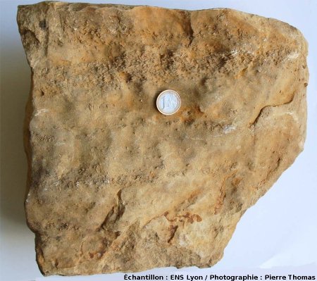 Calcaire à nummulites d'âge lutétien (40 Ma)