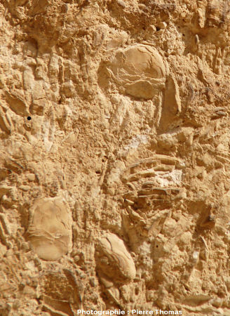 Nummulites photographiées sur la Grande Pyramide de Khéops (Gizeh, Égypte)