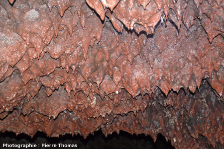 Plan rapproché de stalactites rouges de basalte au plafond d'un tunnel de lave, Gruta das Torres, île de Pico, Açores