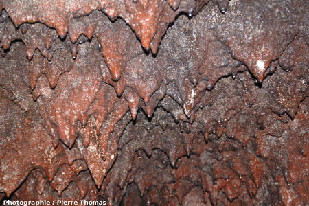 Gros plan sur des stalactites rouges de basalte au plafond d'un tunnel de lave, Gruta das Torres, île de Pico, Açores