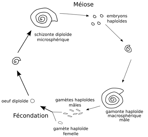 Cycle haplo-diplo-biontique des alvéolines