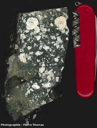 Échantillon de lignite cuisien à gastéropodes, La Caunette (Hérault)