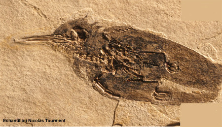 Colibri fossile presque complet d'âge oligocène trouvé à Oppedette dans le bassin d'Apt (Alpes de Haute Provence)