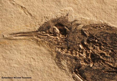 Tête et cou du colibri fossile d'âge oligocène trouvé à Oppedette dans le bassin d'Apt (Alpes de Haute Provence)