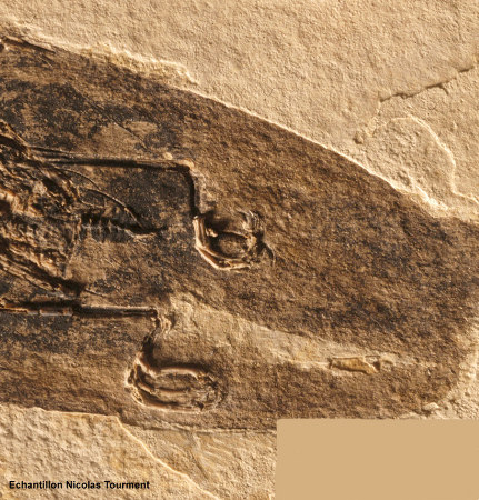 Partie postérieure du colibri fossile d'âge oligocène trouvé à Oppedette dans le bassin d'Apt (Alpes de Haute Provence)