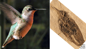 Colibri actuel / colibri fossile oligocène