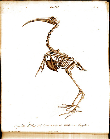 Dessin du squelette d'un ibis tiré d'une momie de Thèbes en Égypte