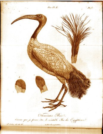 Dessin de l'Ibis numenius, oiseau actuel que Cuvier a trouvé en tout point semblable aux squelettes d'ibis des momies égyptiennes