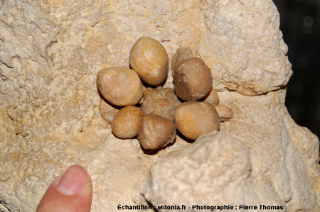 Fossile d'oursin à très grosses radioles : Cidaropis pulchella du Kimmeridgien (Jurassique Supérieur) de la Pointe du Chay, Angoulins, près de La Rochelle