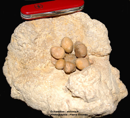 Vue d'ensemble du fossile d'oursin à très grosses radioles : Cidaropis pulchella du Kimmeridgien de la Pointe du Chay, Angoulins, près de La Rochelle