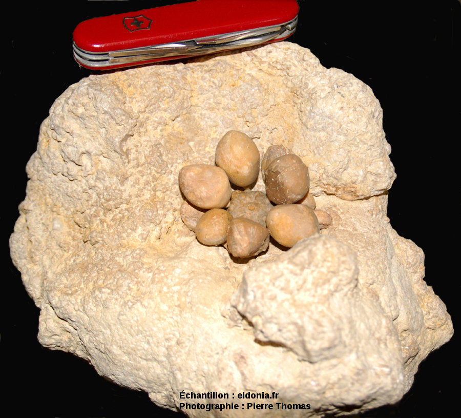 Oursin et coraux fossiles à la Pointe du Chay, Angoulins, près de La  Rochelle (Charente Maritime) — Planet-Terre