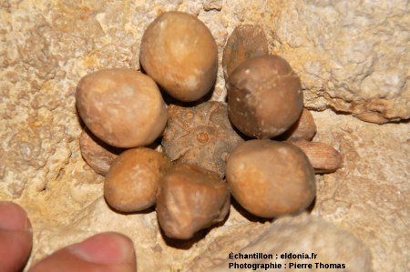 Vue rapprochée du fossile d'oursin (Cidaropis pulchella) du Kimmeridgien de la Pointe du Chay, Angoulins, près de La Rochelle