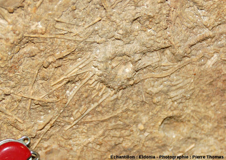 Acrosalenia bradfordtensis, oursin fossile du Bathonien inférieur, Neufchateau (Vosges)