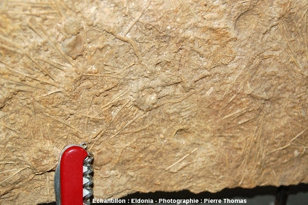 Dalle à Acrosalenia bradfordtensis, oursin fossile du Bathonien inférieur, Neufchateau (Vosges)