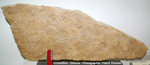 Vue générale d'une dalle à Acrosalenia bradfordtensis, oursin fossile du Bathonien inférieur, Neufchateau (Vosges)