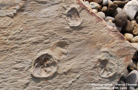 Dalle de grès avec fossiles d'oursins et figures de courant, détail