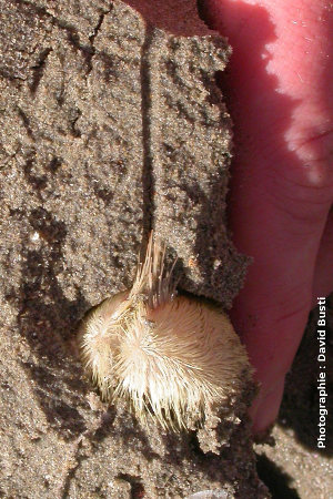 L'oursin des sables, Echinocardium cordatum