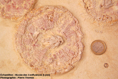 Oursin burdigalien fossile (Tripneutes planum) avec sa lanterne d'Aristote, carrière de Caberan, Menerbes (Vaucluse)