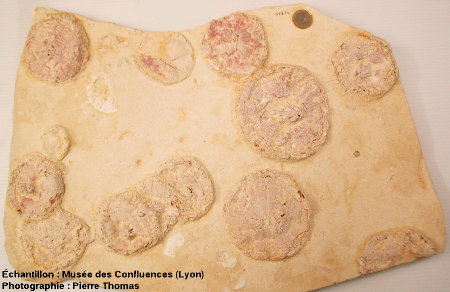 Dalle de calcaire burdigalien à oursins fossiles (Tripneutes planum), carrière de Caberan, Menerbes (Vaucluse).