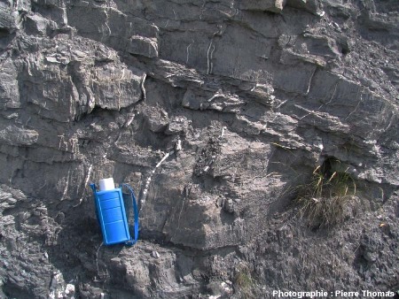 Filonnets de calcite blanche dans des argilites et marnes noires du Jurassique dans les Hautes-Alpes