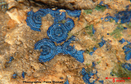 Concrétions bleues d'azurite sur un échantillon de quartz provenant d'anciennes mines du secteur Padern-Montgaillard (Aude)