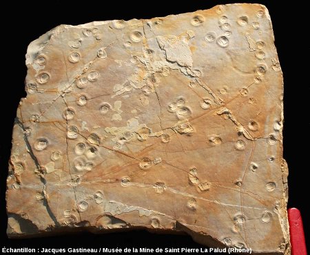 Dalle de calcaire lithographique présentant des « mini cratères », probables traces de gouttes de pluie, Cerin (Ain)