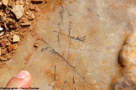 Dendrites visibles sur un joint de stratification, carrière de Cerin (Ain)