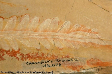 Fronde de Cycadopteris jurensis, Ptéridospermale du Kimméridgien, Cerin (Ain)