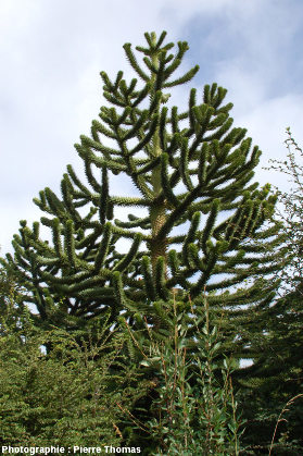 Araucaria araucana dans son milieu naturel, forêt près de Coihaique, Patagonie chilienne