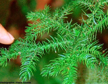 Araucaria heterophylla (dit « pin de Norfolk » bien que ce ne soit pas un pin)