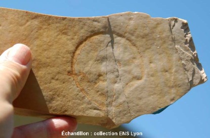 Empreinte (en creux) d'une méduse fossile, Kimméridgien, carrière de Cerin