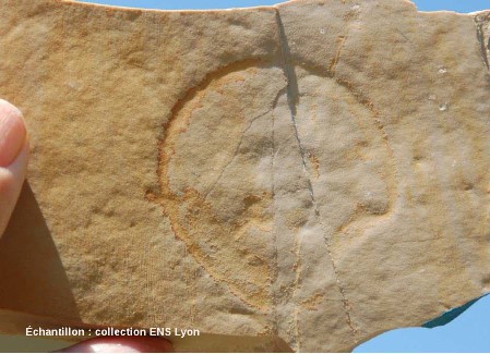 Méduse fossile, Kimméridgien, carrière de Cerin