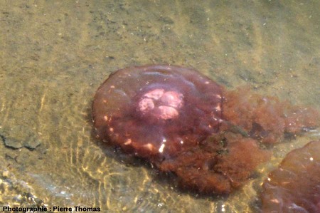 Cadavre de méduse sur une plage de Namibie