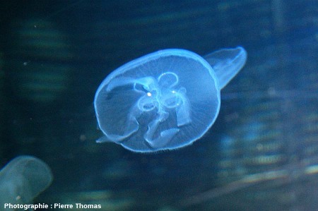 Méduse vivante en train de nager, vue par dessous, aquarium de Sydney