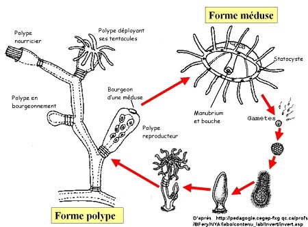 Cycle de développement caractéristique des Cnidaires : alternance de la forme polype et de la forme méduse