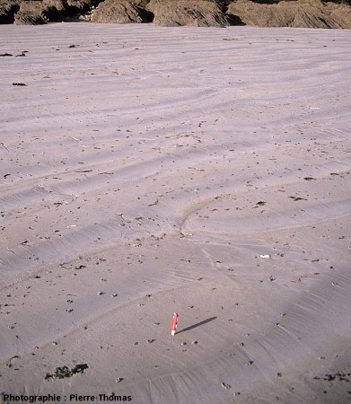 Une plage bretonne avec de très nombreux excréments d'arénicoles
