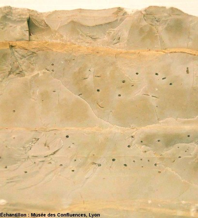Tubularina lithographica du Kimméridgien dans les calcaires de Cerin (Ain)
