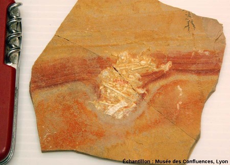 Plaque de calcaire comprenant déchet fossile (de type coprolithe) riche en piquants d'oursins, Cerin (Ain)