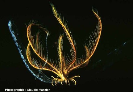 Antedon mediterranea, espèce actuelle de comatule méditerranéenne