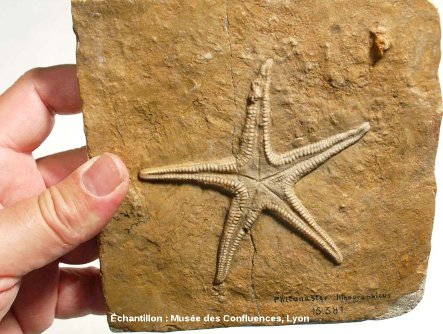 Pentasteria lithographica, étoile de mer fossile du Kimméridgien, carrière de Cerin (Ain)