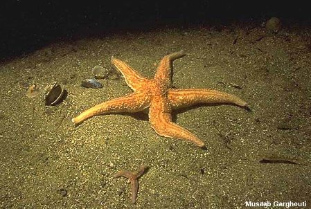 Asteria rubens, étoile de mer commune actuelle