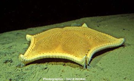 Ceremaster sp., étoile de mer actuelle voisine de l'espèce jurassique Ceremaster chantrei