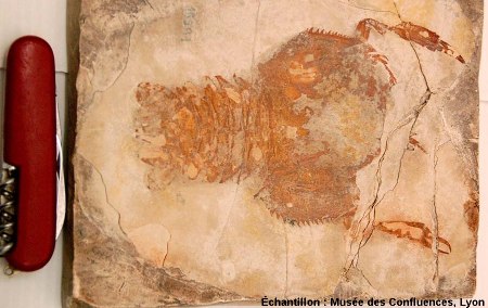 Eryon sp., Crustacé décapode du Kimméridgien, carrière de Cerin (Ain)