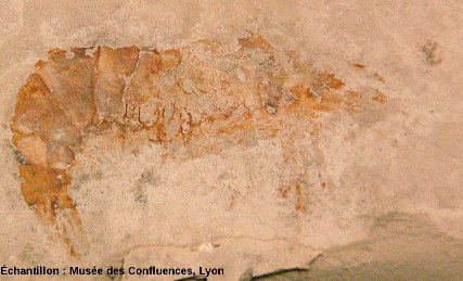 Détail d'un Crustacé décapode morphologiquement proche des crevettes actuelles, Kimméridgien, carrière de Cerin (Ain)