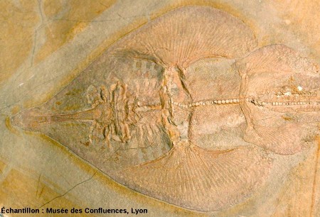 Détail de la région antérieure de Spathobatis bugesiacus, "raie" batoïde du Kimmeridgien, carrière de Cerin (Ain)