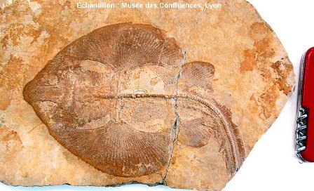 Belemnobatis sismondae, autre "raie" batoïde du Kimmeridgien, carrière de Cerin (Ain)