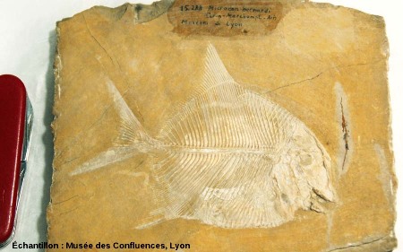 Proscinetes bernardi, (anciennement connu sous le nom de Microdon), poisson pycnodonte du Kimmeridgien, carrière de Cerin (Ain)